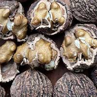 Black walnut botanical